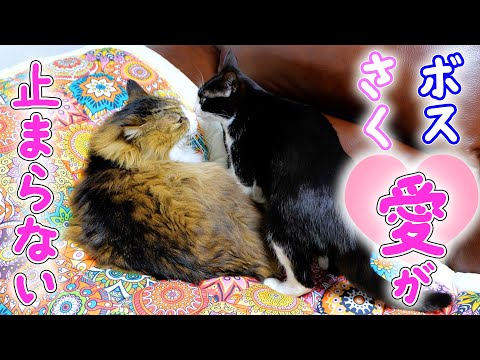 さくらは本当にボスパパの事が大好きなんだね🥰　　パパよりも‥(YouTube)