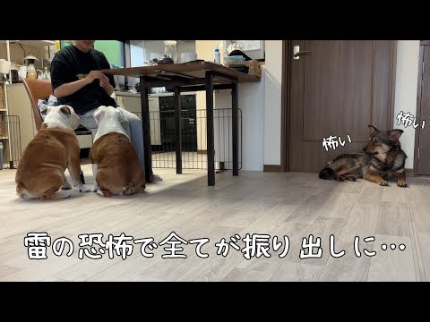 落雷の恐怖、、、保護犬がおびえて3日間も動く事が出来なくなりました、、、。(YouTube)