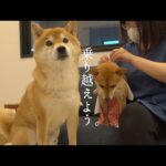 柴犬、明日手術へ。(YouTube)