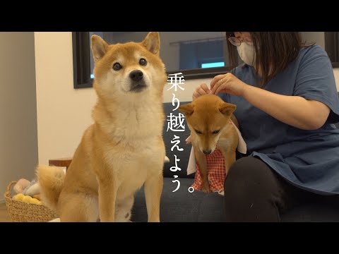 柴犬、明日手術へ。(YouTube)