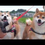飼い主が入院中で落ち込む柴犬。思わぬサプライズで笑顔に変わる瞬間。(YouTube)