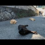 【猫だまり発見】裏通りに落ちてた猫たちにちゅーるを配給してきた🍽️(YouTube)
