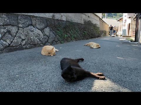 【猫だまり発見】裏通りに落ちてた猫たちにちゅーるを配給してきた🍽️(YouTube)