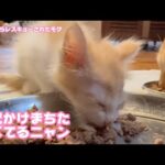 心配かけまちた  ごはんちっかり食べてるニャン  泥の中からレスキューされたモグ   2025 06 06 2(YouTube)