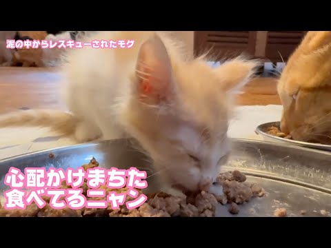 心配かけまちた  ごはんちっかり食べてるニャン  泥の中からレスキューされたモグ   2025 06 06 2(YouTube)