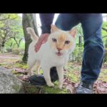 庭園までお散歩に来ていた薄茶シロ猫ちゃんをモフる(YouTube)