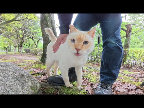 庭園までお散歩に来ていた薄茶シロ猫ちゃんをモフる(YouTube)