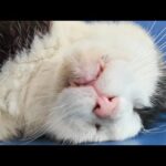 【衝撃】雨のフェリー乗り場で出会った“爆睡猫”…癒されすぎて帰れない…(YouTube)