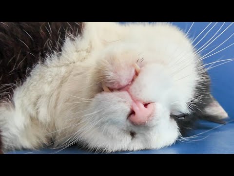 【衝撃】雨のフェリー乗り場で出会った“爆睡猫”…癒されすぎて帰れない…(YouTube)