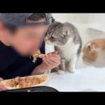 たこ焼きパーティしてたらひと口貰いたくて横からおねだりしてくる猫たちが可愛すぎましたwww(YouTube)