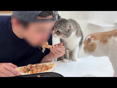 たこ焼きパーティしてたらひと口貰いたくて横からおねだりしてくる猫たちが可愛すぎましたwww(YouTube)