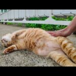 漁船到着 → 猫集会 → 1人だけ甘えに来た件(YouTube)