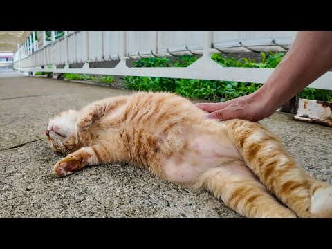 漁船到着 → 猫集会 → 1人だけ甘えに来た件(YouTube)