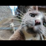 🐾 「ここ通りたいの？まずナデナデしなさいニャン」→ 合格もらえた！猫の関所が可愛すぎた件(YouTube)