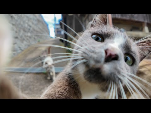 🐾 「ここ通りたいの？まずナデナデしなさいニャン」→ 合格もらえた！猫の関所が可愛すぎた件(YouTube)