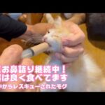 お鼻詰まり継続中  でも給餌はしっかり食べてくれています  泥の中からレスキューされたモグ   2025 06 12 1(YouTube)