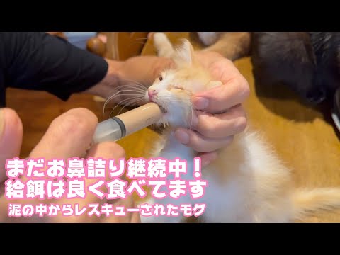 お鼻詰まり継続中  でも給餌はしっかり食べてくれています  泥の中からレスキューされたモグ   2025 06 12 1(YouTube)