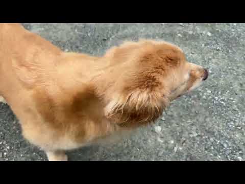 キッカの手術前にハロのお墓に行くと不思議なことが起きました(YouTube)