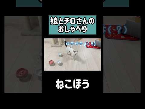 娘とたくさんお喋りする猫チロさん！ #shorts(YouTube)