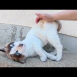 シャム猫ちゃんが激しく転げ回って人間を歓迎してくれた(YouTube)