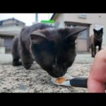 猫島の港付近の黒猫ちゃん、ちゅーるを喜んで食べる猫と横取りしようとしたけどやっぱり食べない猫(YouTube)