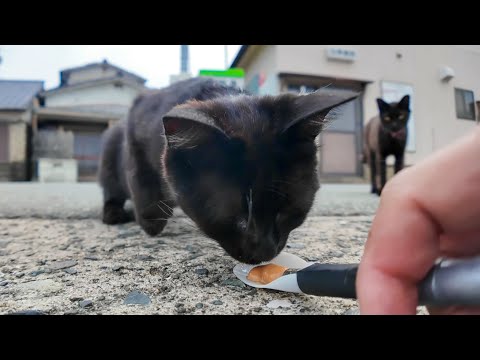 猫島の港付近の黒猫ちゃん、ちゅーるを喜んで食べる猫と横取りしようとしたけどやっぱり食べない猫(YouTube)