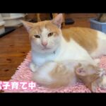 パパ子育て中  繋がる命  キキは夏空に昇っていきました   2025 06 14 2(YouTube)