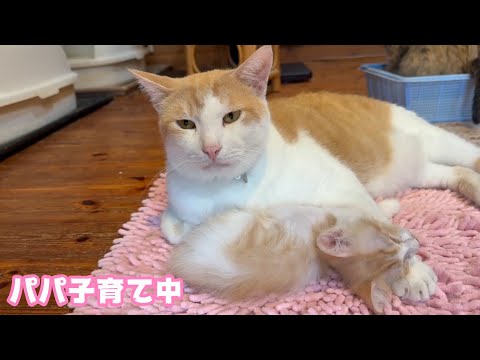 パパ子育て中  繋がる命  キキは夏空に昇っていきました   2025 06 14 2(YouTube)