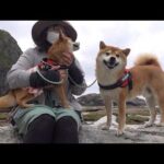 柴犬と1年ぶりにあの場所へ！全力で恩返ししてみた感動の旅。(YouTube)