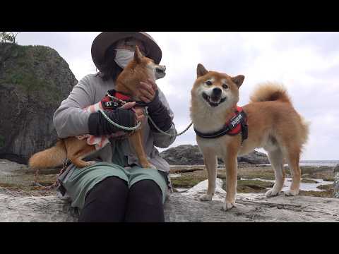 柴犬と1年ぶりにあの場所へ！全力で恩返ししてみた感動の旅。(YouTube)