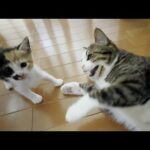 先住猫にめっちゃ叩かれる子猫(YouTube)