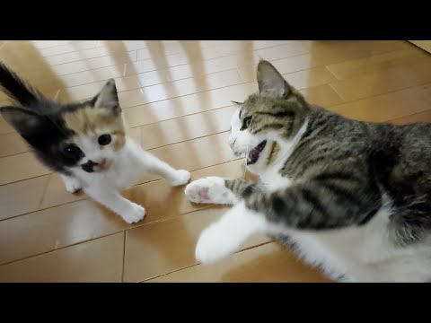 先住猫にめっちゃ叩かれる子猫(YouTube)