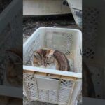 漁港の籠の中で寝ていた猫ちゃん、出てきて撫でられる #ImpressedCatVideo #catisland #猫(YouTube)