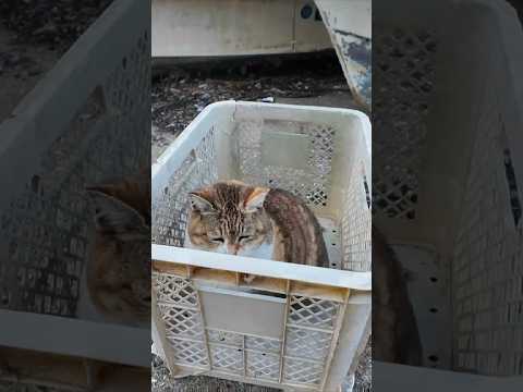 漁港の籠の中で寝ていた猫ちゃん、出てきて撫でられる #ImpressedCatVideo #catisland #猫(YouTube)