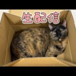 6/1 健康診断結果とかハムちゃんとかのお話！(YouTube)
