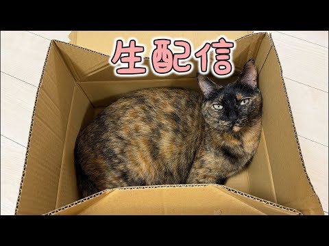 6/1 健康診断結果とかハムちゃんとかのお話！(YouTube)