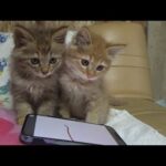 子猫なら何でも喜んでくれると思ったのが間違いだった(YouTube)