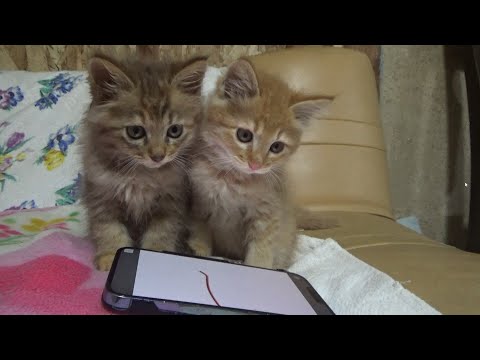 子猫なら何でも喜んでくれると思ったのが間違いだった(YouTube)