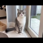 「土砂降りだから今日はお散歩に行けないよ」と伝えたら猫がこうなっちゃいました…(YouTube)