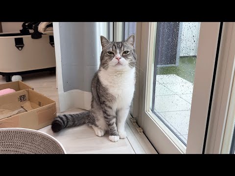 「土砂降りだから今日はお散歩に行けないよ」と伝えたら猫がこうなっちゃいました…(YouTube)