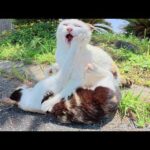 サクラ猫になって無邪気さを取り戻した三毛猫ママが娘猫とプロレスをする(YouTube)