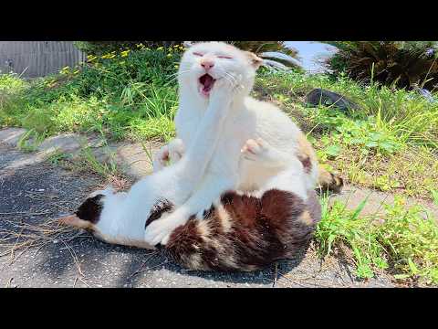 サクラ猫になって無邪気さを取り戻した三毛猫ママが娘猫とプロレスをする(YouTube)