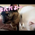 ご飯の時間をお知らせしてくれるドアップな猫たち！(YouTube)
