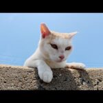 茶シロ猫が堤防の上からテトラポットに潜むライバル猫を監視する(YouTube)