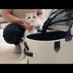 お留守番だと思ってたら今日は自分も病院に連れて行かれると気づいた猫がこうなっちゃいました…(YouTube)