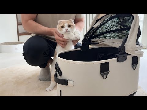 お留守番だと思ってたら今日は自分も病院に連れて行かれると気づいた猫がこうなっちゃいました…(YouTube)