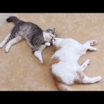 弟が大好きすぎて1日中くっついてないと気が済まない猫が可愛すぎました笑(YouTube)
