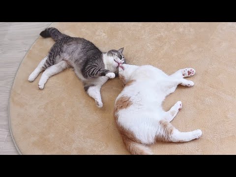 弟が大好きすぎて1日中くっついてないと気が済まない猫が可愛すぎました笑(YouTube)