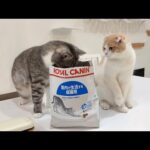 ごはんの大袋に頭を突っ込んで堂々と盗み食いしてる猫たちが可愛すぎましたwww(YouTube)