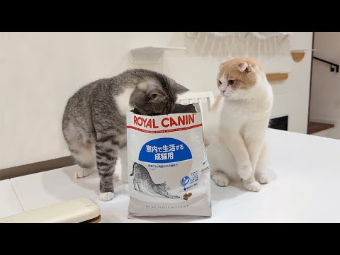 ごはんの大袋に頭を突っ込んで堂々と盗み食いしてる猫たちが可愛すぎましたwww(YouTube)